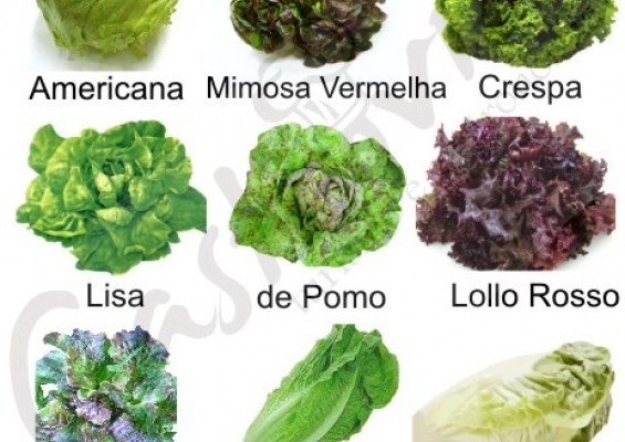 Alface - Gastrovia Turismo e Gastronomia