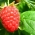 Rica em antioxidantes, a Raspberry atua como acelerador do metabolismo humano