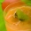 Smoothie de Manga e Iogurte
