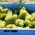 Guatambu duplica safra de uvas