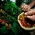 Uma viagem de aromas e sabores pela Paisagem Cultural Cafeeira colombiana