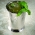 Japanese Basil Cup