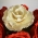 Flores de acar feitas  mo surpreendem e encantam