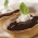 Tartellette de Ganache 