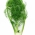 Erva Doce (Funcho) e (foeniculum vulgare)