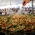 Festival Gastronmico Itinerante Sabores da Terra volta a guas de Lindoia no feriado da Independncia