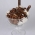 Chocomax 