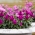 31 Expoflora inicia a venda de ingressos antecipados com at 50% de desconto at 13 de julho