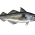 Hadoque ou Haddock