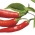 Pimenta Serrano 