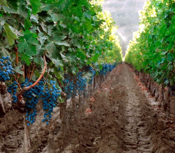 Caymus-Vineyards-Estate-Cabernet-Row 