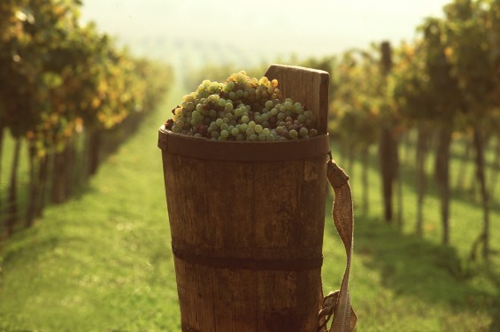 Fall in Tokaj 